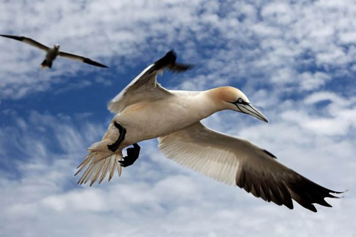 Gannets