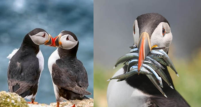 Puffins