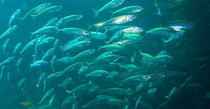 Large shoal of Mackerel