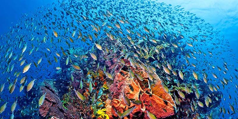 colourful shoal off similan islands