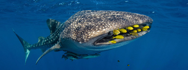 Whale Shark