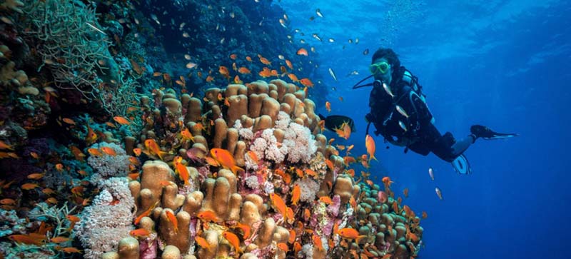Diver on reef